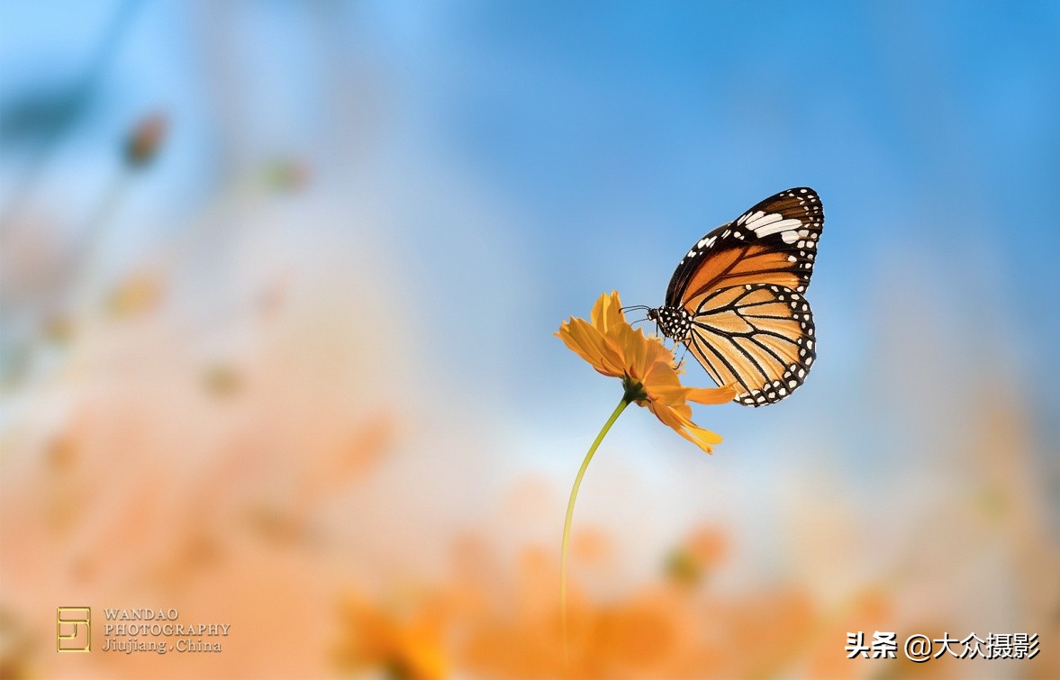 他7年专注拍蝴蝶,获“蝶痴”、“蝶仙”雅号