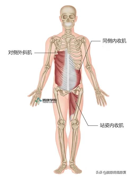 骶髂关节疼痛的原因一般是什么,骶髂关节夜间疼痛口服什么药品