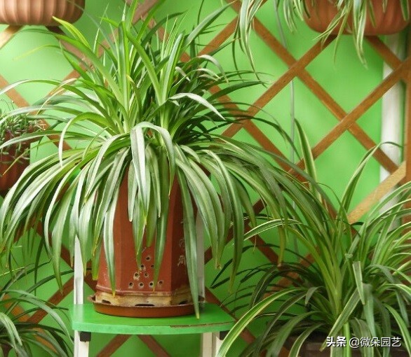 绿萝吊兰怎么养成瀑布,绿萝吊兰养成了瀑布