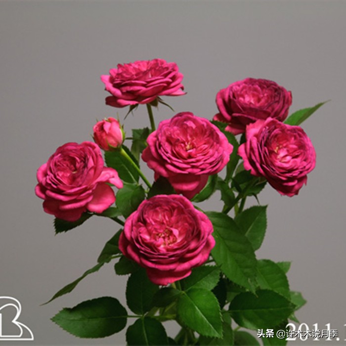 月季叶子掉光变成光杆了怎么回事？用这几招让你的月季满血复活