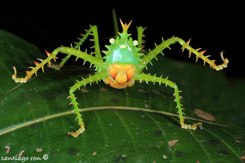 奇特的动物组合玩偶,塑料仿真动物模型小摆件套装