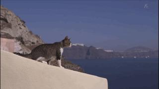 大家都在争抢猫爪杯？吸猫的最高境界，带着摄影机“猫步走天下”