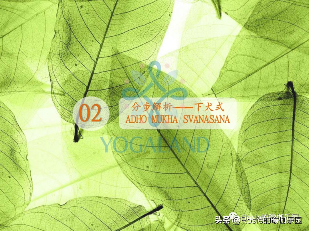 瑜伽小白如何在家自己练瑜伽,瑜伽零基础入门的基本体式有哪些