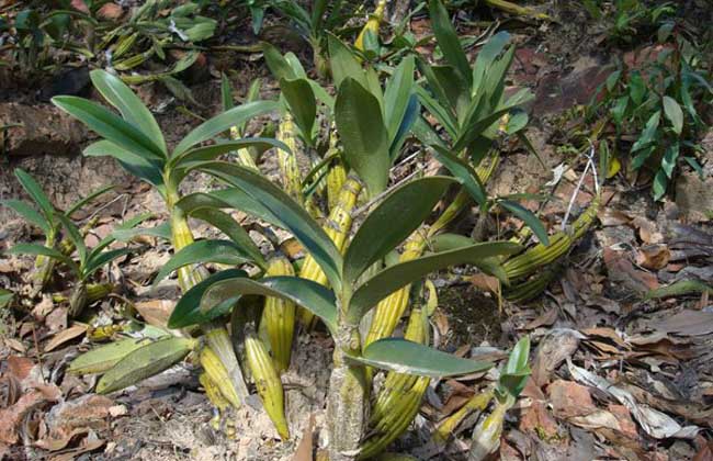 树上如何种植铁皮石斛,铁皮石斛能人工种植吗