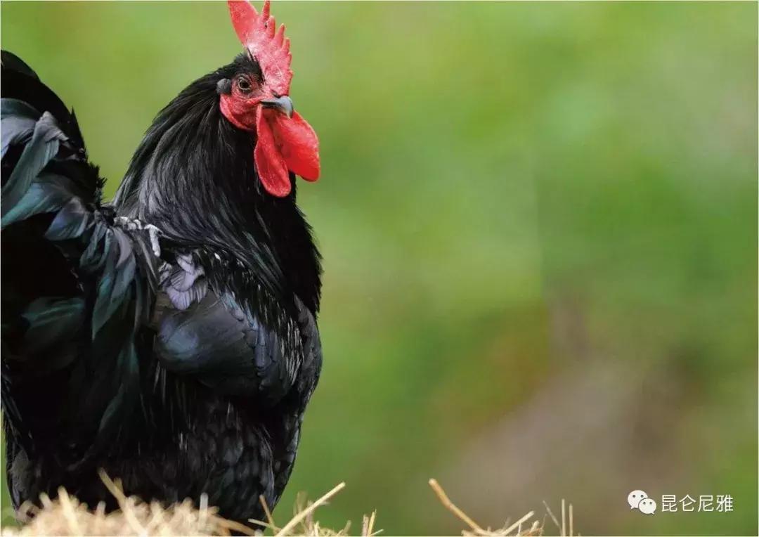 尼雅黑鸡是土鸡吗,尼雅黑鸡苗乌鲁木齐哪里售卖