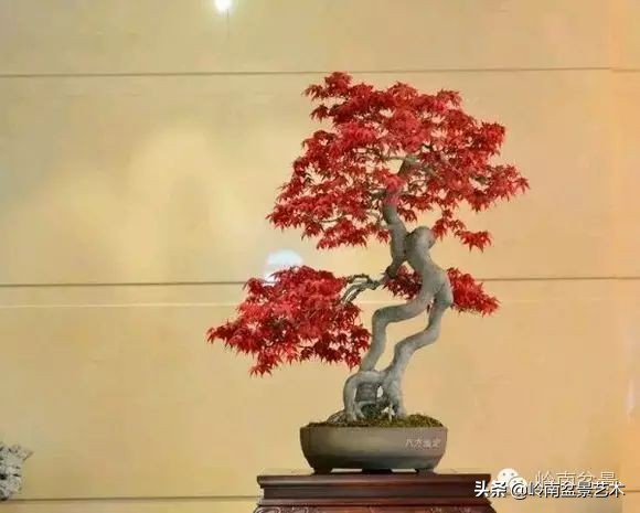 以根代杆下细上粗式盆景图片,各种老根盆景