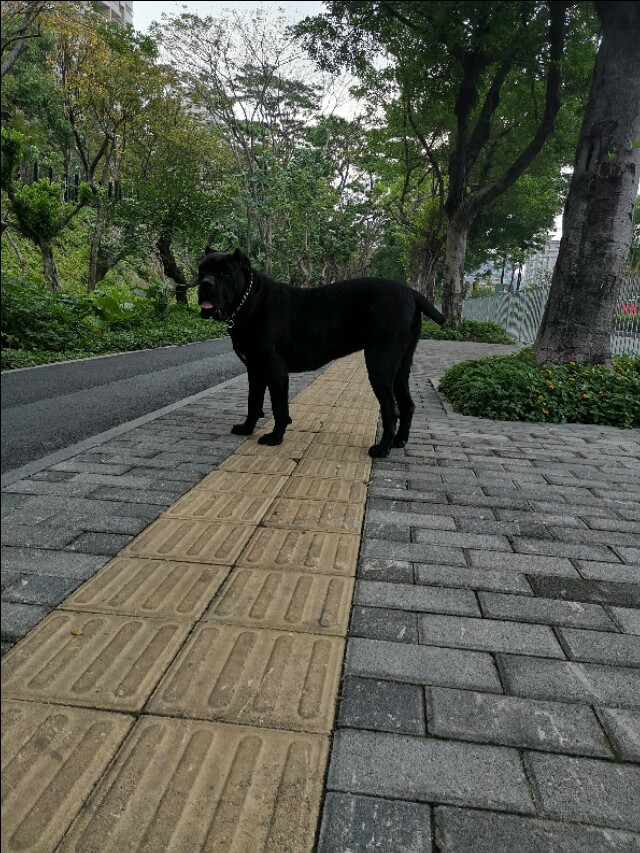 拉鼓带刀护卫,宝哥带刀护卫