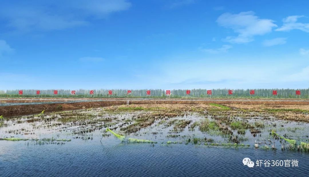 小龙虾养殖技术培训,小龙虾养殖技术学习加盟