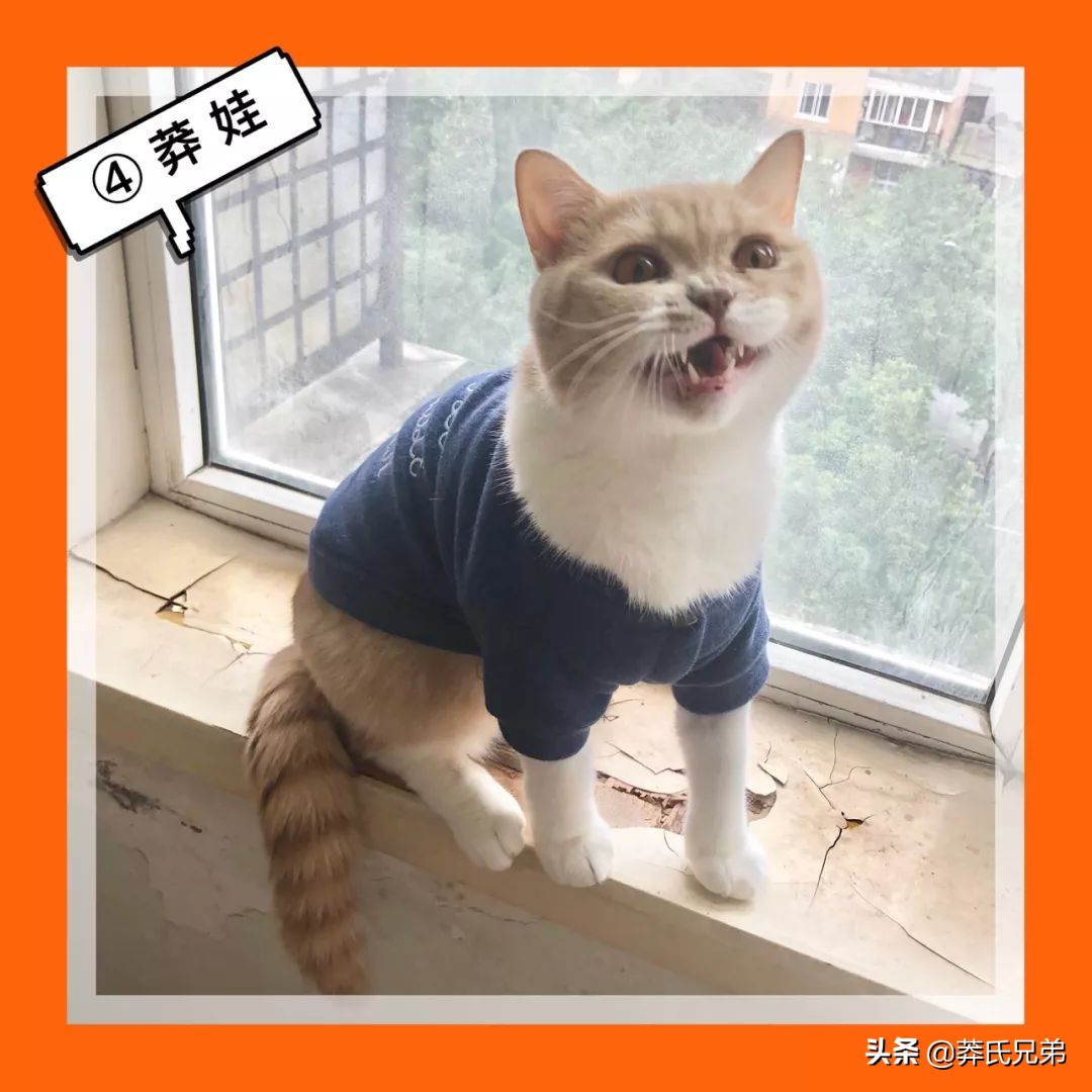 宠物秀场最新动态,亚宠展宠物时装秀人气火爆现场