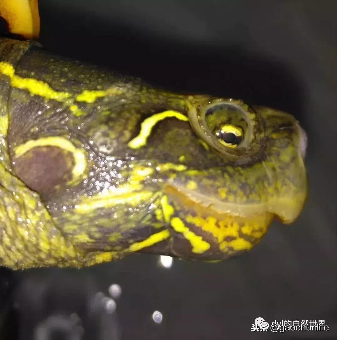 大草龟和小草龟谁好养,变异草龟和草龟的区别