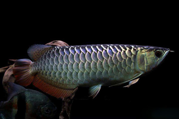 金龙鱼为什么价格便宜,金龙鱼跟红龙鱼哪个贵