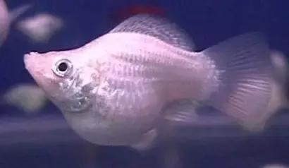 红色黄色的热带鱼是什么热带鱼,热带鱼类型有哪些