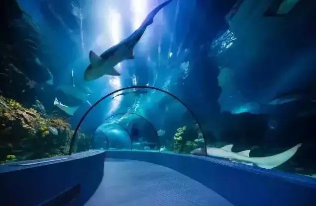 上海长风海洋世界五一,99元即可畅玩上海海昌海洋公园