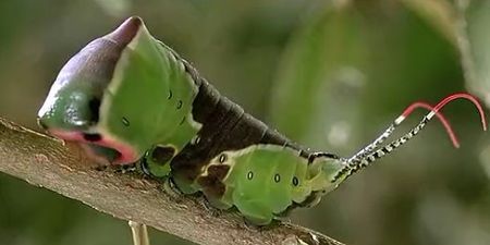 爆笑漫画式的述说，科普虫子的生命特性