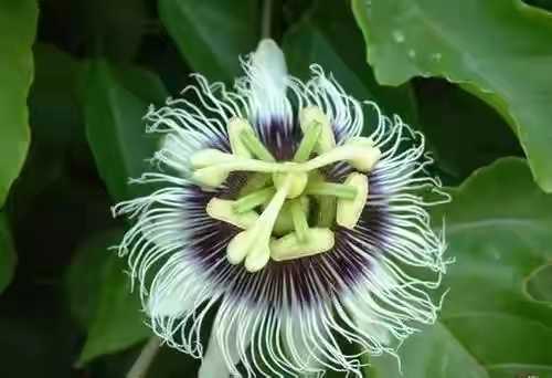 春暖花开的季节感谢大自然的馈赠,好香的蜂蜜感谢大自然的馈赠