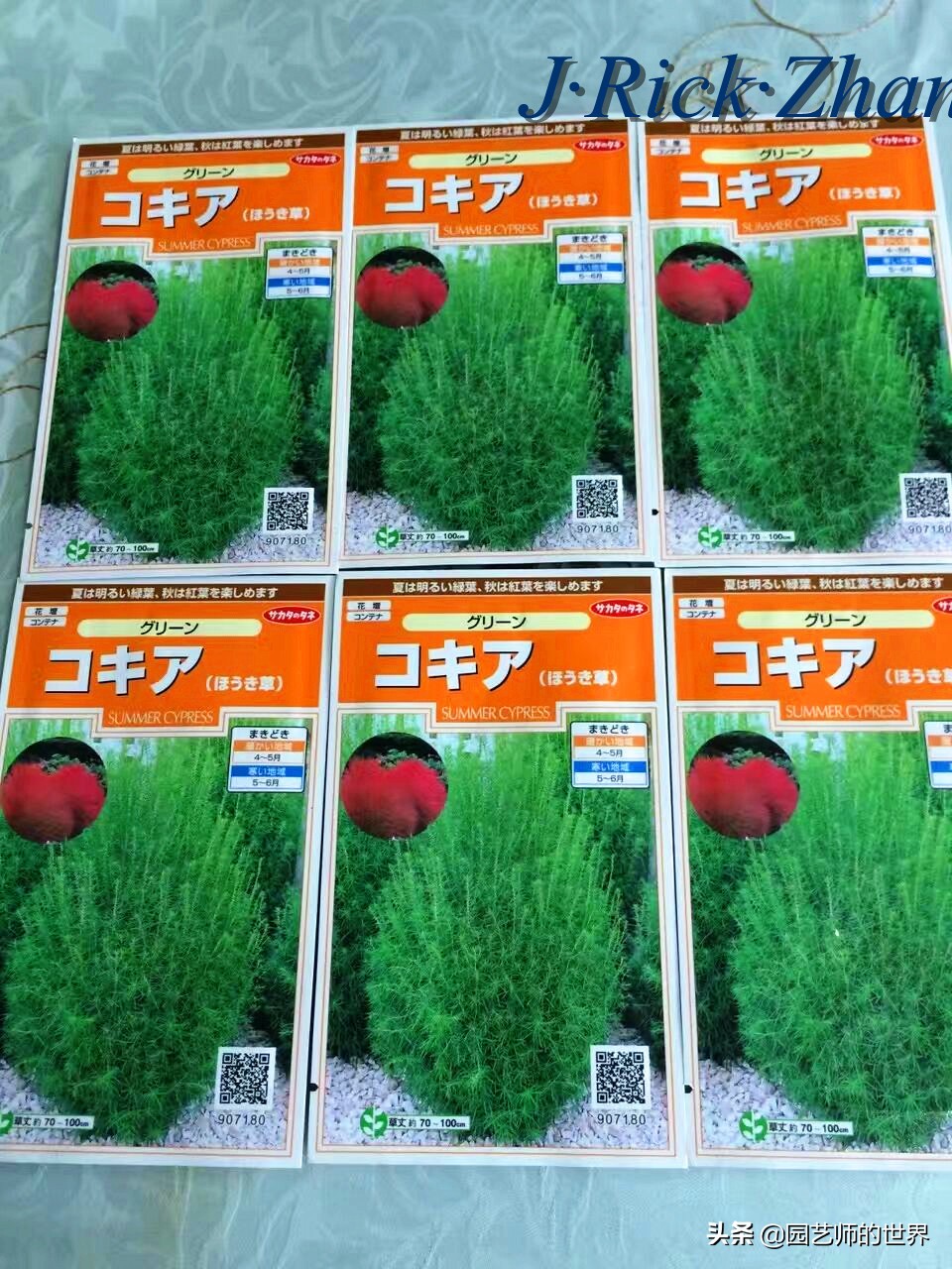 红色地肤草的种植方法,红地肤怎么养