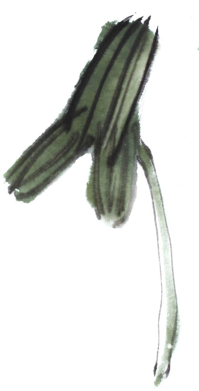 花卉国画教学视频,花卉画法教程中国画