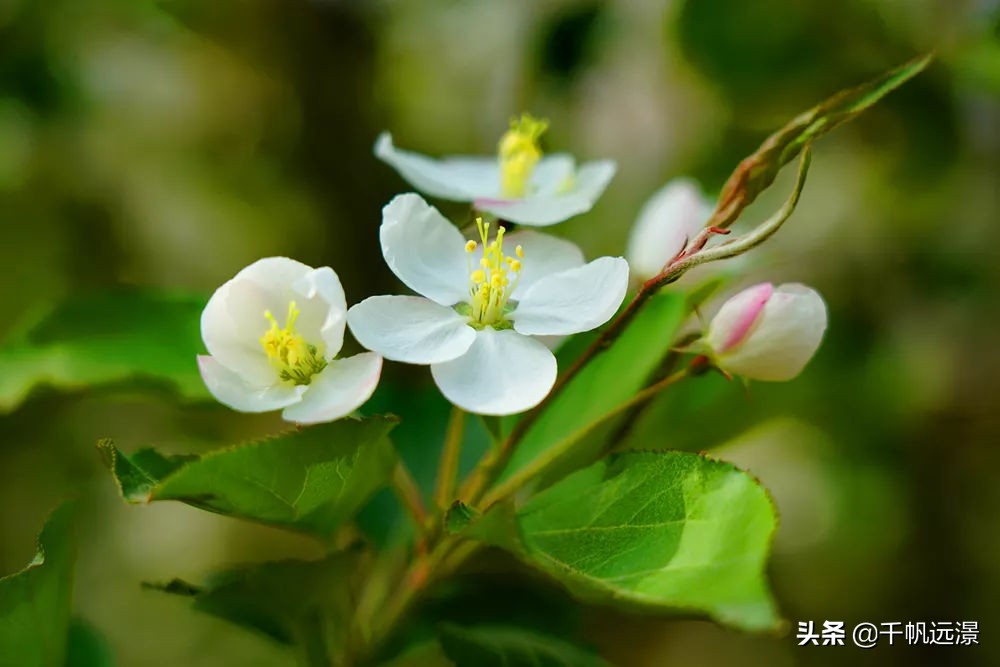 阳春四月春意盎然,阳春四月艳阳照