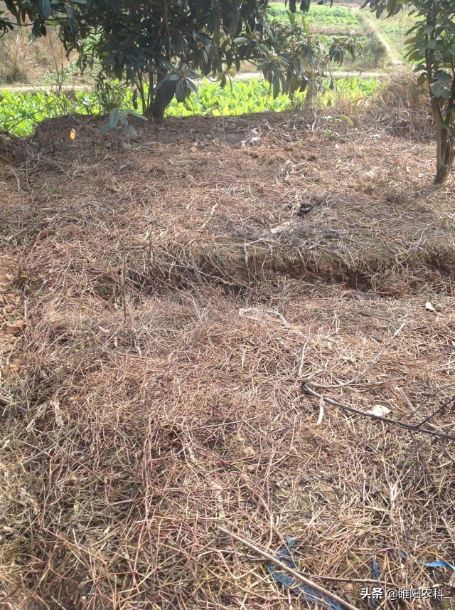 最厉害的草甘膦除草剂,二甲四氯草甘膦除草剂除哪些杂草