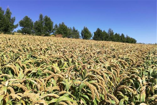 绿色食品谷子栽培技术,当地谷子栽培技术要点是什么