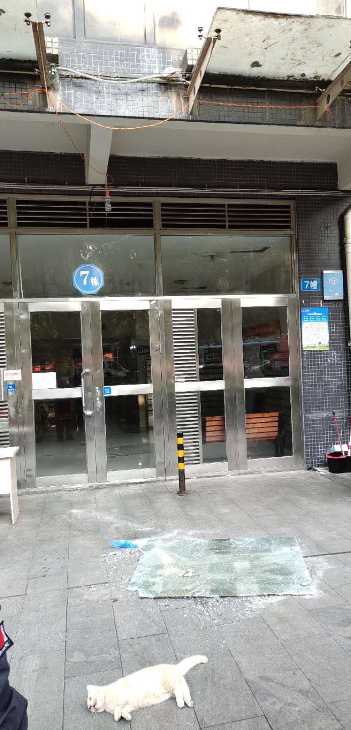 母猫发情一些悲惨经验