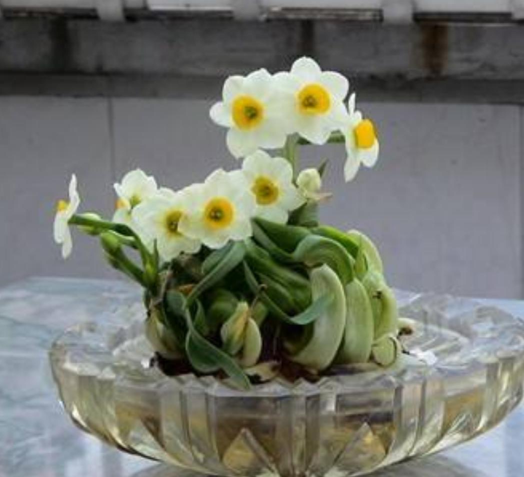 水仙花倒伏的原因和解决方法,水仙花叶子太长倒下了怎么处理