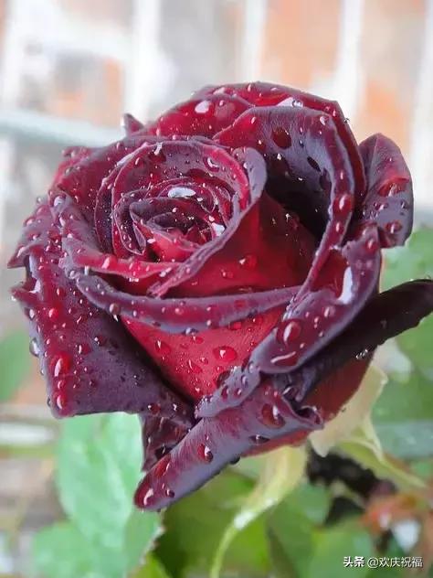 明日七夕，777幸福花送给群里所有的朋友，谁打开，谁幸福