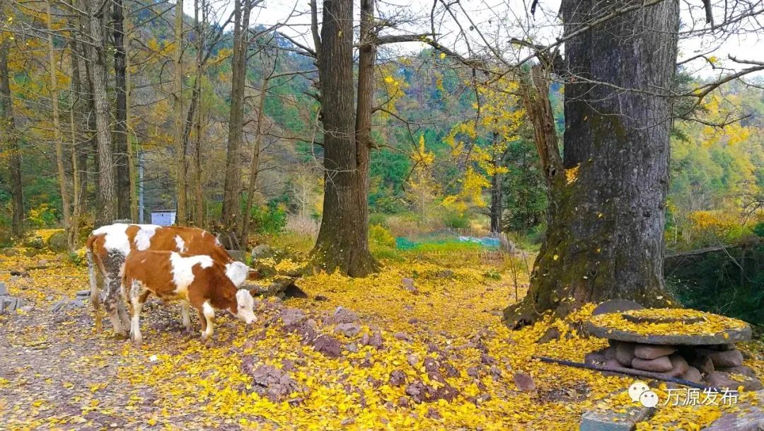看万山红遍层林,看漫山红遍层林尽染国画