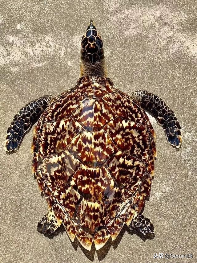 30秒了解熊猫,30秒了解动物