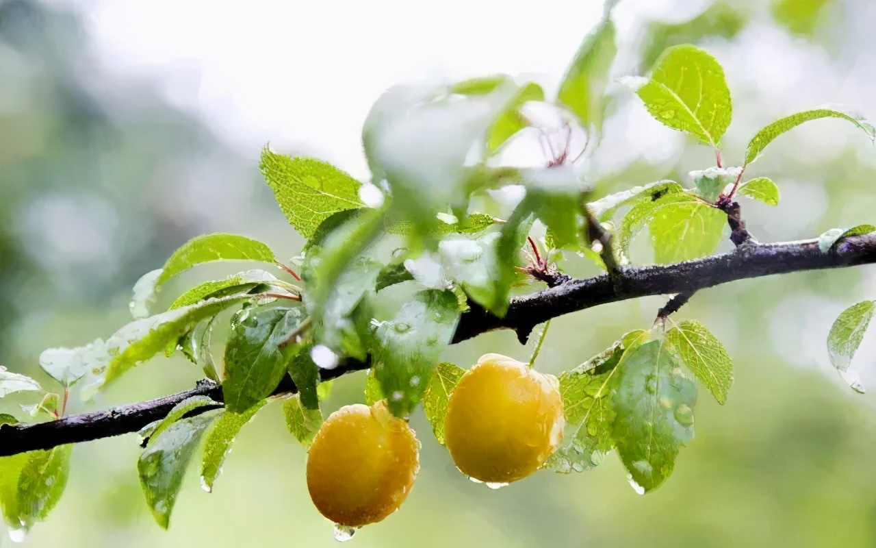 小满将至，夏风习习，品几首小诗，感悟夏日乡村的野趣之美