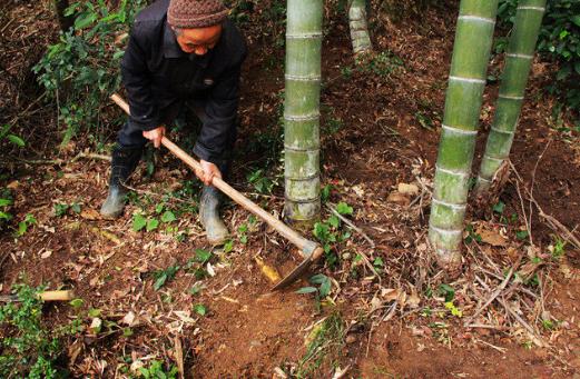 冬笋从哪里长出来好吃,冬笋的生长在哪里