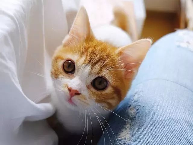 “不行了，我血槽已空，这么萌是怎么长得呢！？”