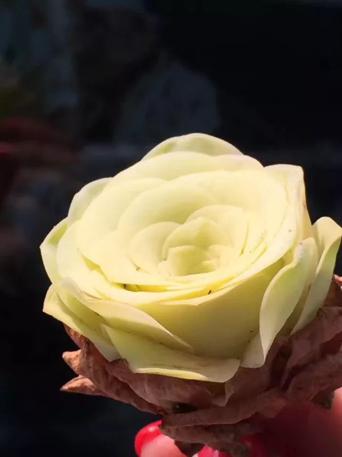 黄玫瑰这么美的风景惊艳到你了吗,优雅漂亮的黄玫瑰图片