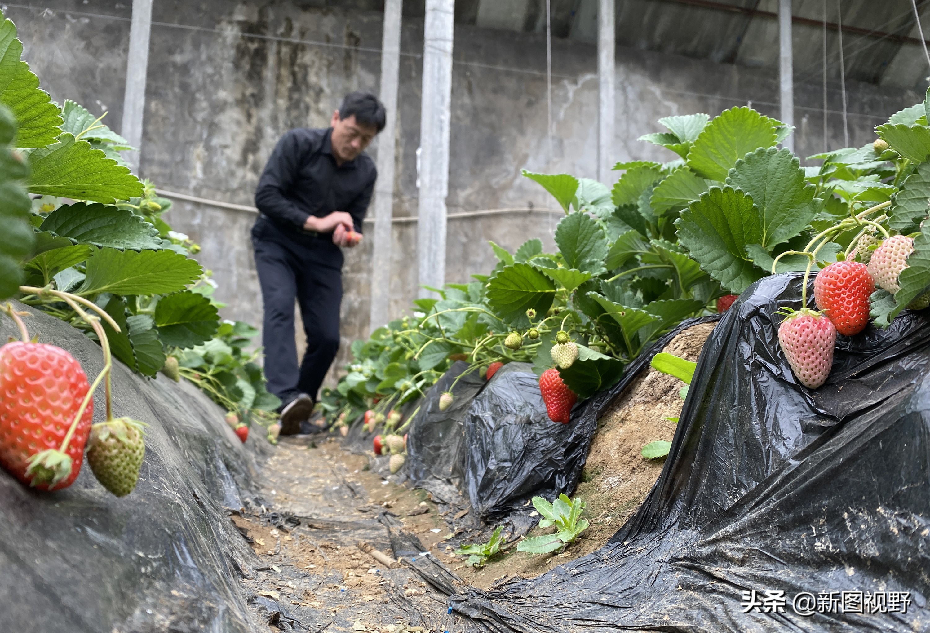 农村大哥种菜一年12万,农村大哥吃西瓜