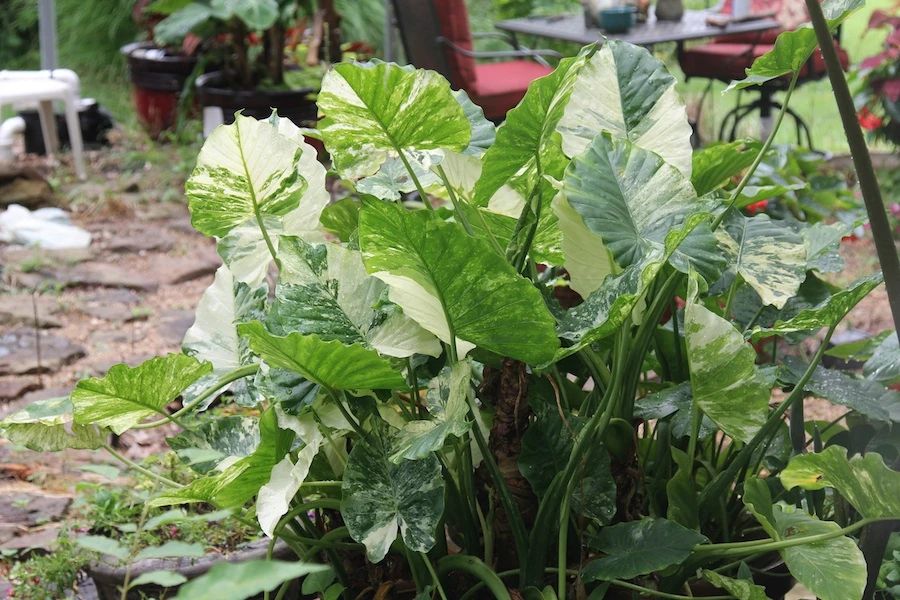 滴水观音和海芋区别,海芋和滴水观音有什么区别