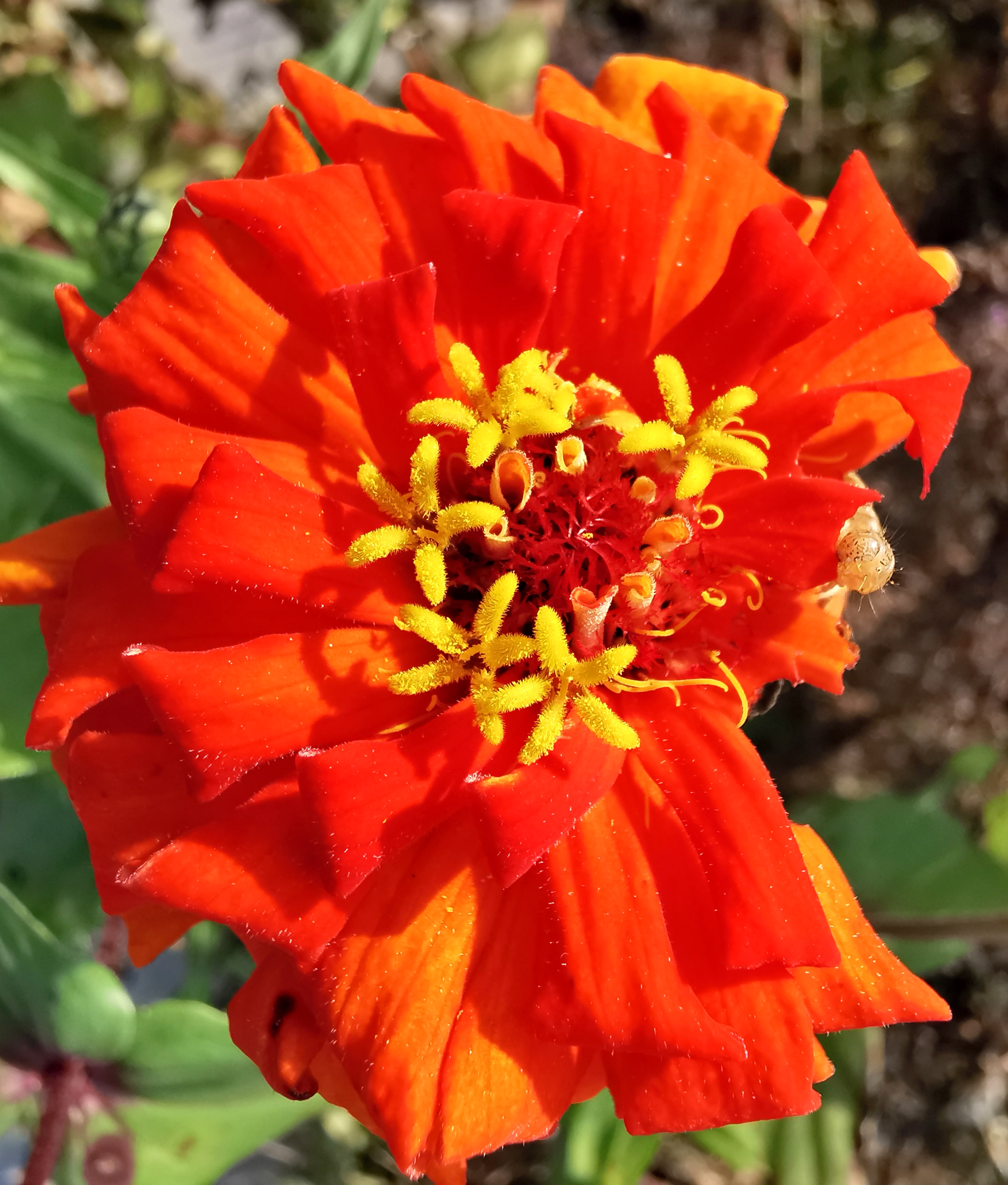 长虹公园小花美（手机拍）