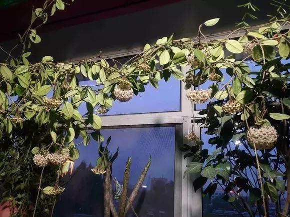 适合室内养的不见阳光的垂吊花,适合阳台种的垂吊花一年四季开花