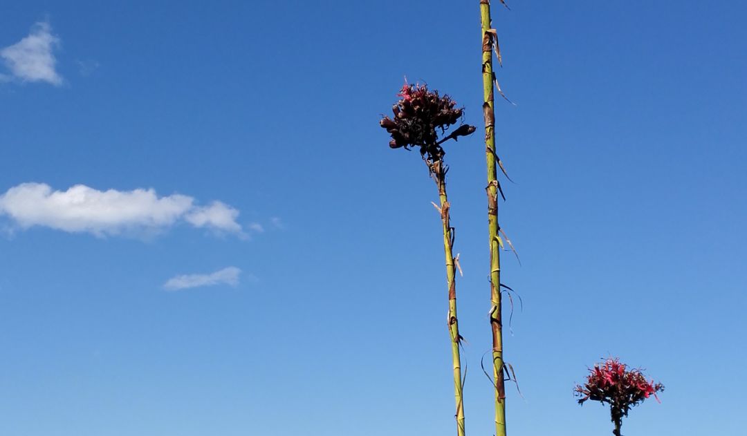 鏈堜寒鏄熷骇鎬庢牱搴斿璐熼潰鎯呯华,鏈堜寒鏄熷骇鎯呯华鐤楁剤