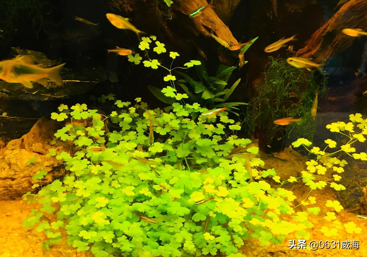 孔雀鱼小崽多久不死就算稳定了,孔雀鱼小崽怎么养才不会死