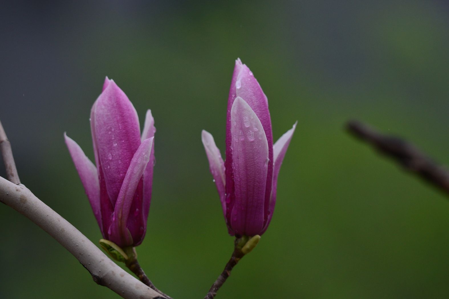 对玉兰花的赞美,我最喜欢的玉兰花