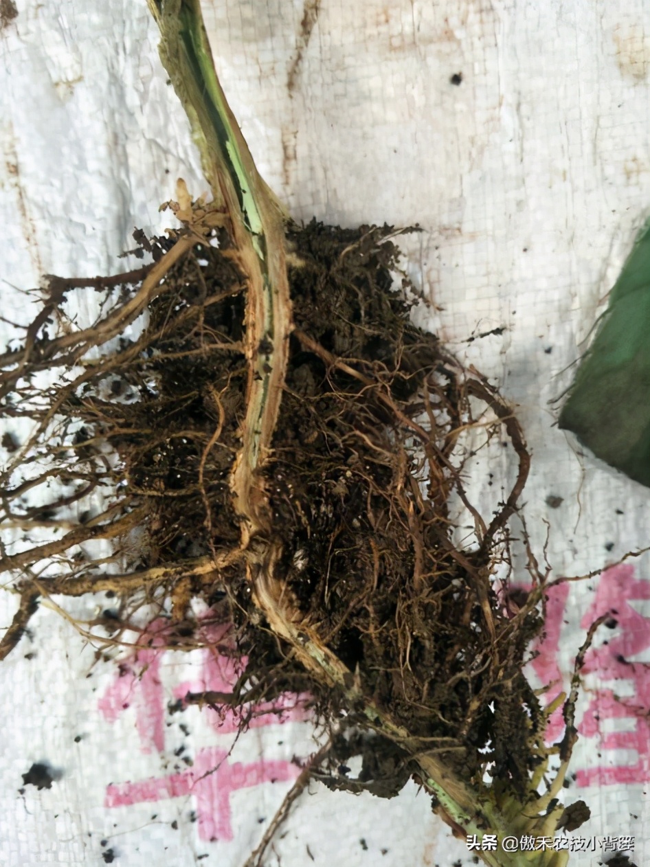 苗木缓苗最快的生根剂,裸根苗用什么生根剂让它存活