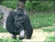 gap和优衣库衣服质量哪个好,优衣库gap哪个好