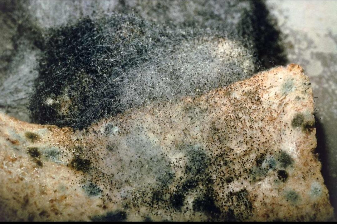 印度爆发“挖眼保命”的“颜色真菌症”,我们该出手帮吗?