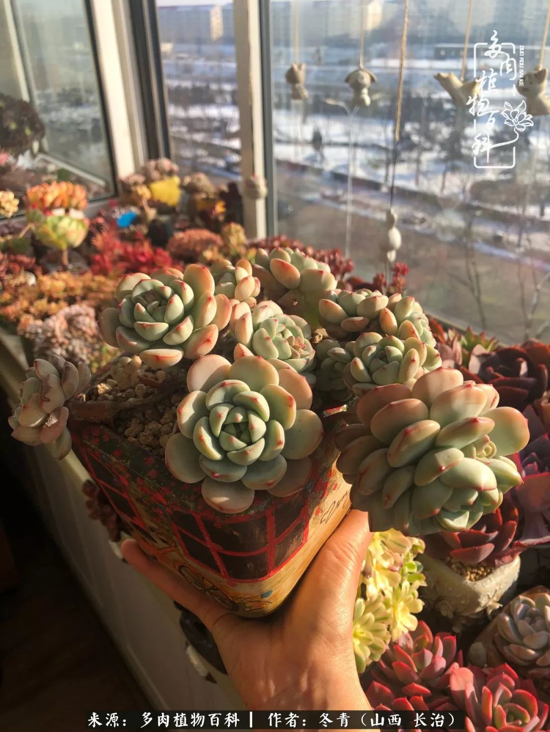 阳台养多肉徒长怎么办,阳台养多肉养殖方法和注意事项