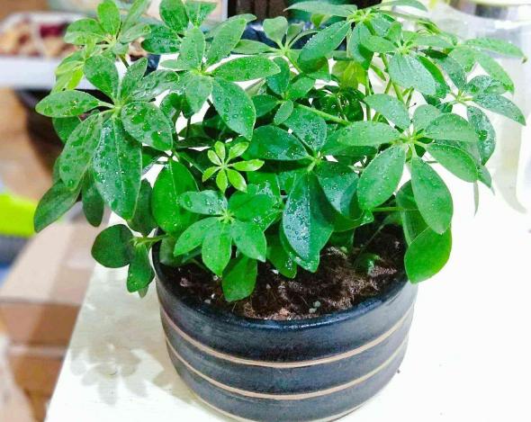 盆栽香水百合怎么养才能更旺盛,香水百合养花的技巧