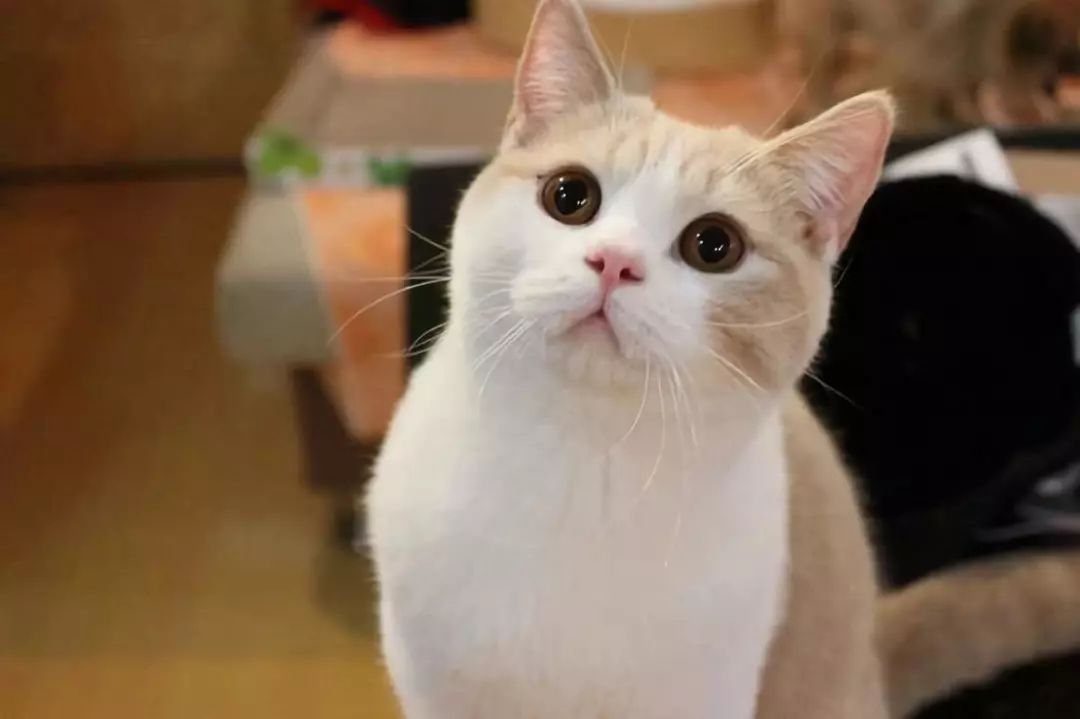 英短和英短矮脚猫的区别,梦到憨厚呆萌的大脸猫