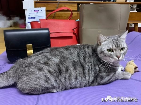 非常好看的宠物包,大家的包都带什么玩偶