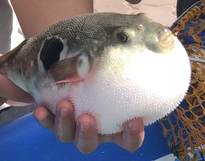 暮秋时节游曹妃甸、体验十里海网红民宿，感受渔村美食与文化