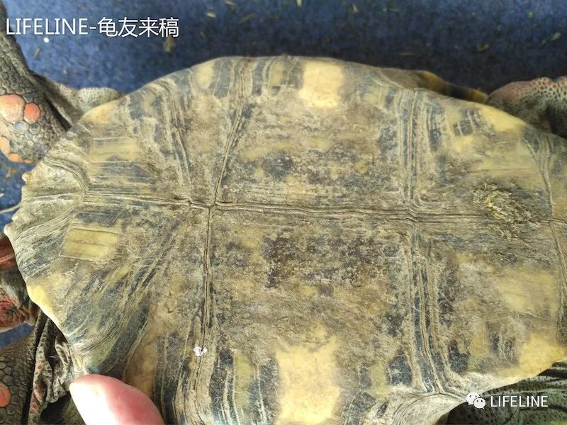 红腿陆龟如何家庭散养,广东红腿陆龟养殖方法