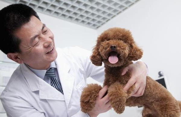 新手养泰迪近期注意事项,新手养泰迪需要注意什么事项